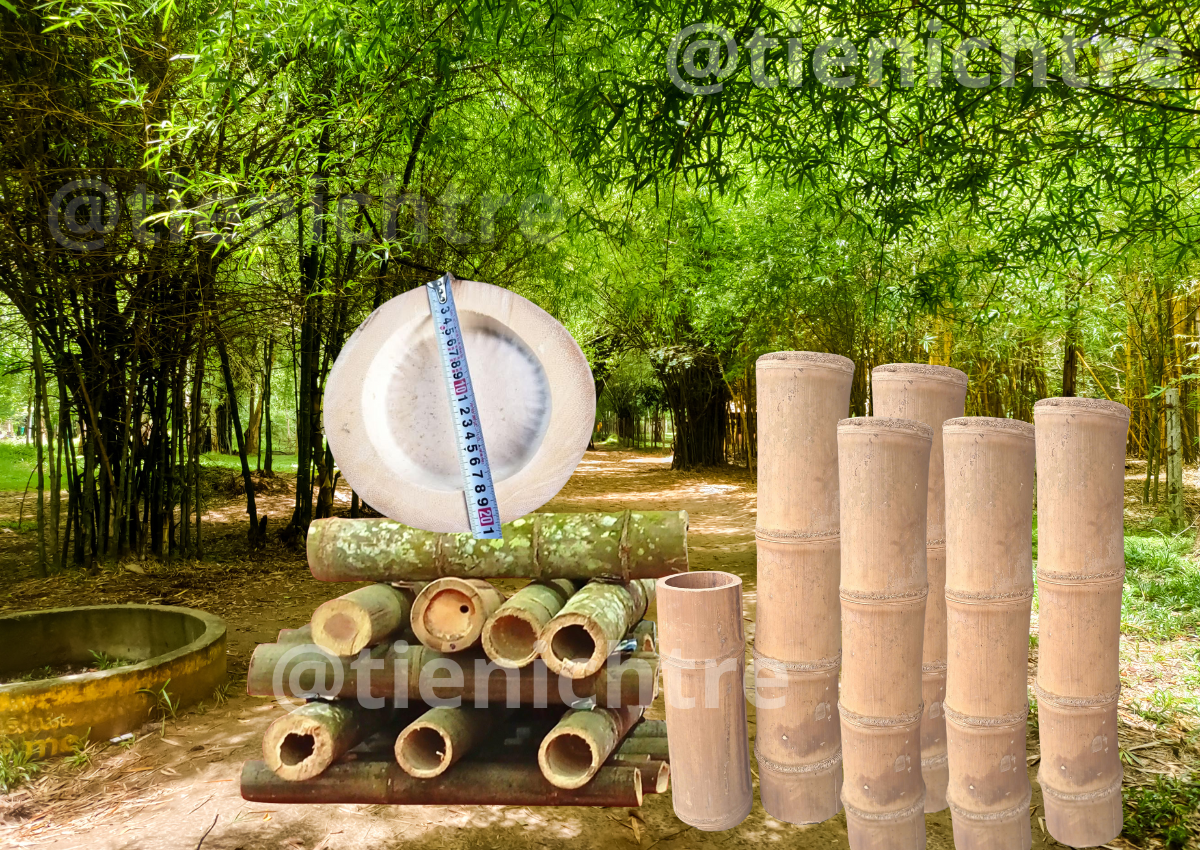 Nguyên liệu tre khổng lồ