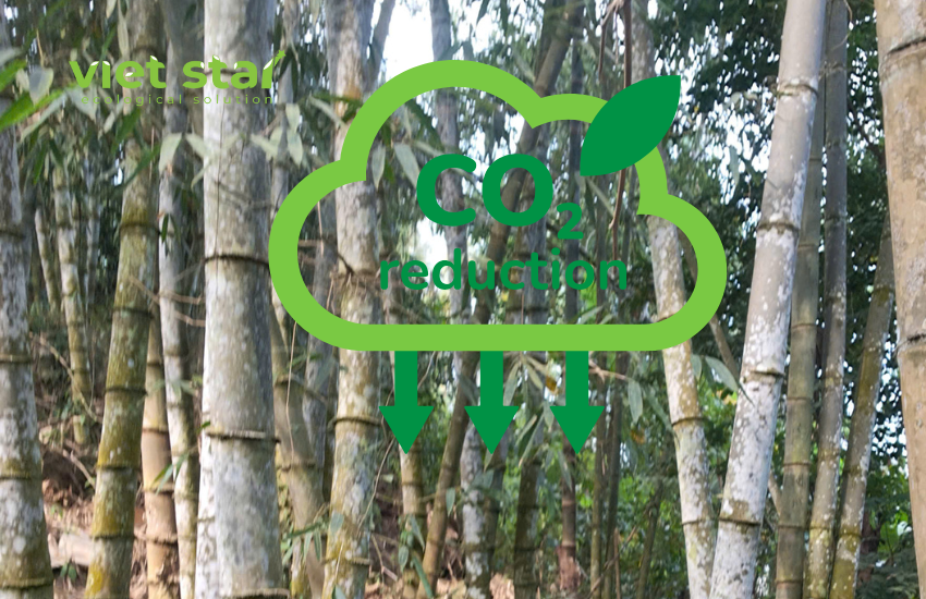 Cây tre khổng lồ Dendrocalamus Asper 'Đá'