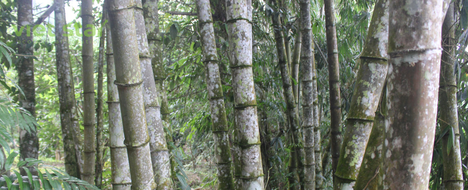 Tre khổng lồ Núi Cấm