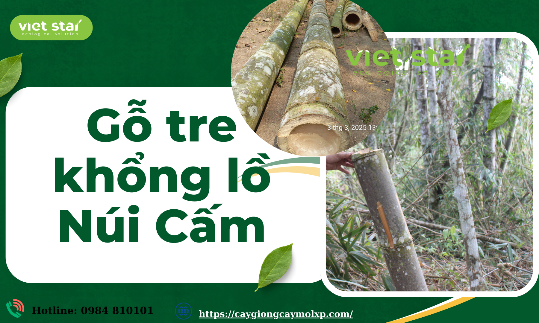 Cây giống tre khổng lồ - Viet Star Bamboo