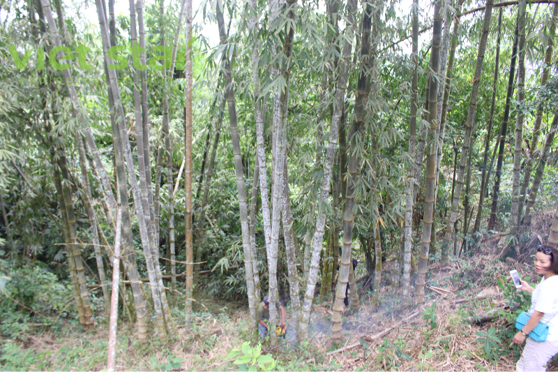 Tre Khổng Lồ Dendrocalamus Asper “Đá”