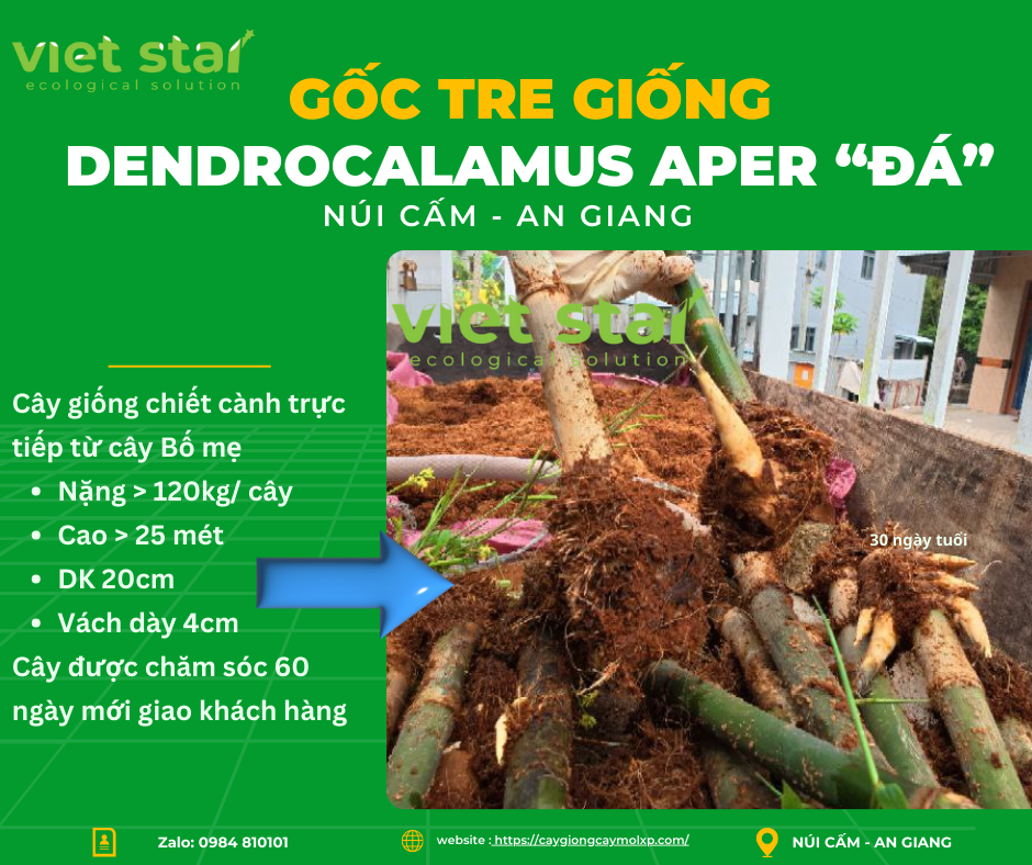 Cây giống tre khổng lồ - Viet Star Bamboo