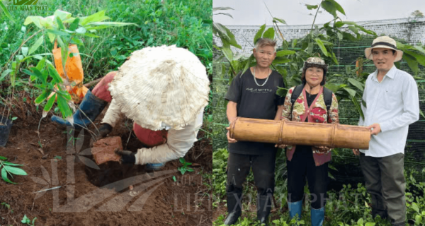 khả năng cho sinh khối gỗ cao, vòng đời khai thác lâu dài, cùng đầu ra được đảm bảo từ các nhà máy sản xuất ván ép