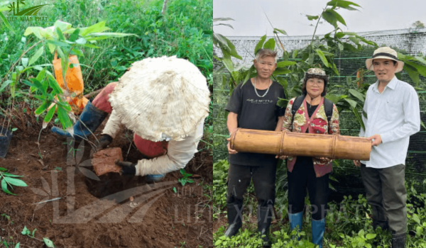 khả năng cho sinh khối gỗ cao, vòng đời khai thác lâu dài, cùng đầu ra được đảm bảo từ các nhà máy sản xuất ván ép