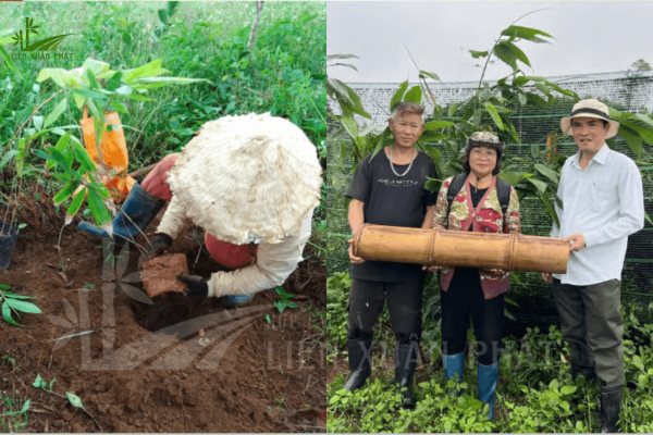 khả năng cho sinh khối gỗ cao, vòng đời khai thác lâu dài, cùng đầu ra được đảm bảo từ các nhà máy sản xuất ván ép