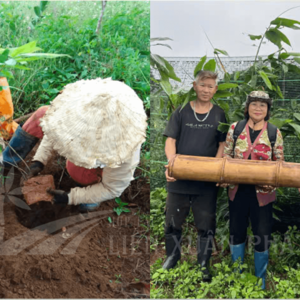 khả năng cho sinh khối gỗ cao, vòng đời khai thác lâu dài, cùng đầu ra được đảm bảo từ các nhà máy sản xuất ván ép