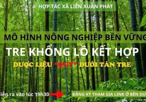 MÔ HÌNH LÀM KINH TẾ TRỒNG TRE KHỔNG LỒ