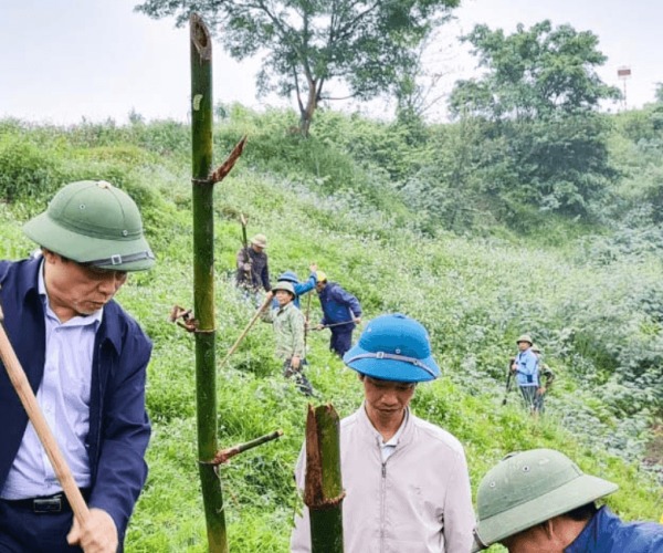 Một huyện ở Nghệ An dân đang trồng 60.000 cây tre dọc bờ sông Lam